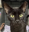 adoptable Cat in  named Reno