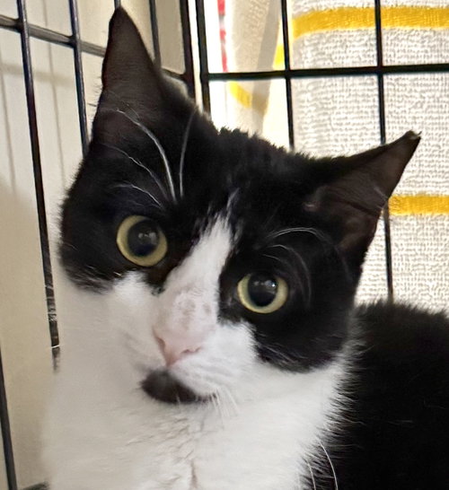 ZELDA - American Shorthair available for adoption
