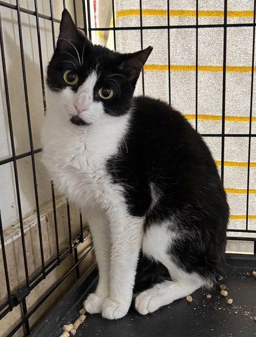 ZELDA - American Shorthair available for adoption