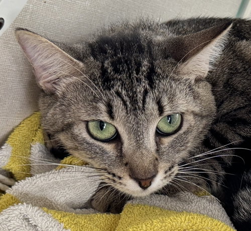 ROB - Tabby available for adoption