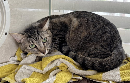ROB - Tabby available for adoption