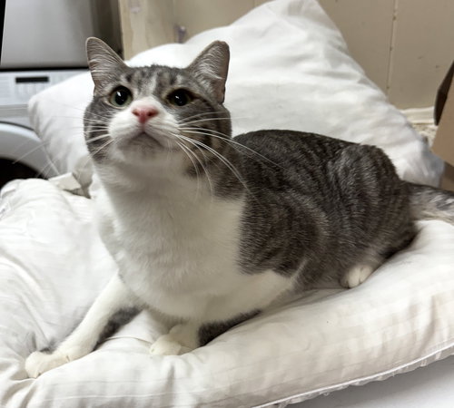 TABITHA - Tabby available for adoption
