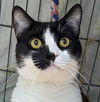 adoptable Cat in  named Nona