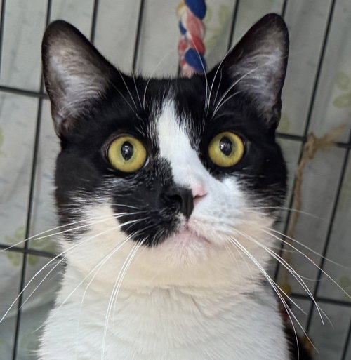 NONA - American Shorthair available for adoption