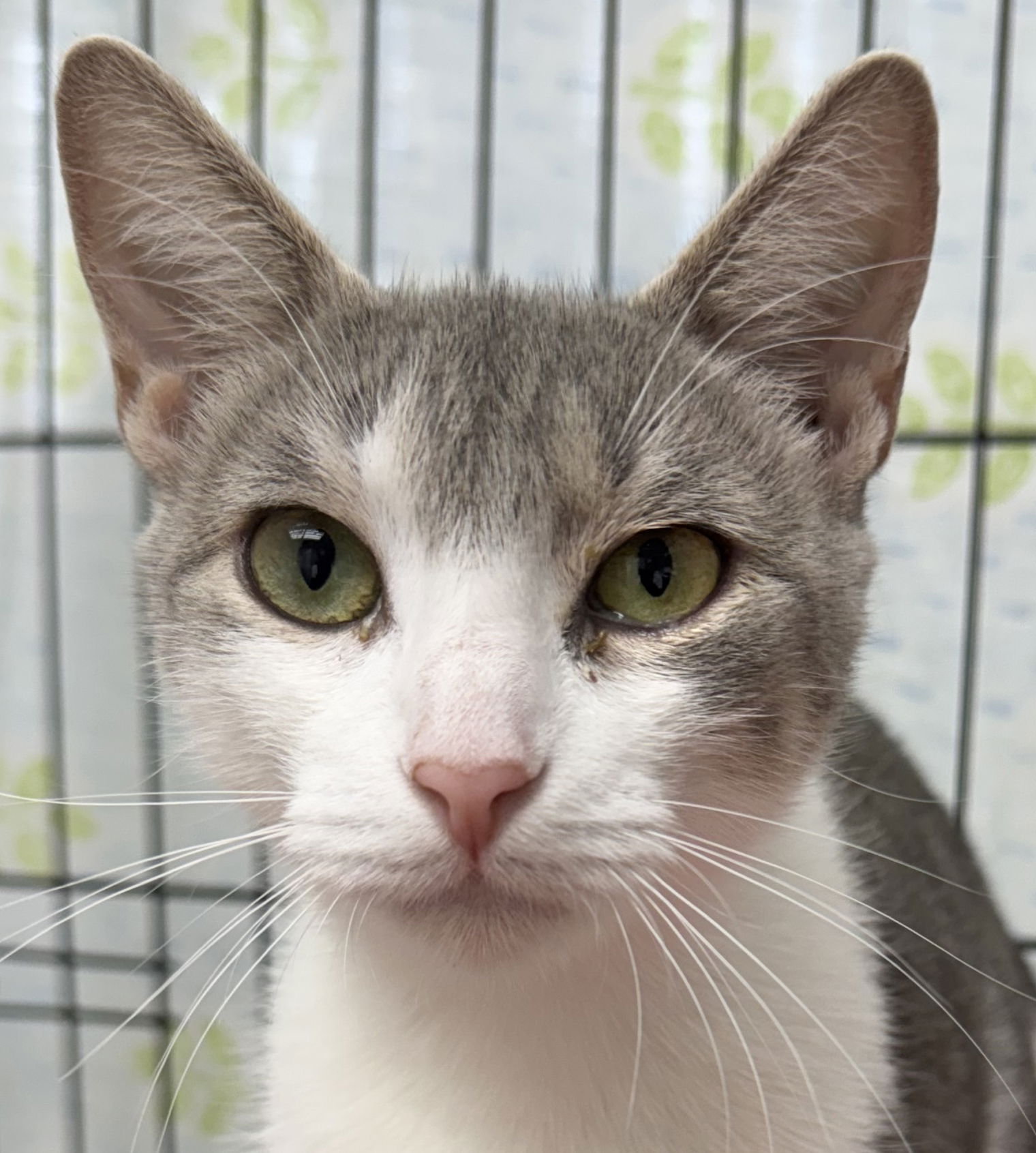 adoptable Cat in Fort Lauderdale, FL named Mis