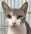 adoptable Cat in  named Mis
