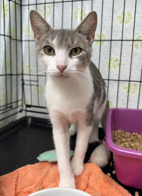 MIS - American Shorthair available for adoption