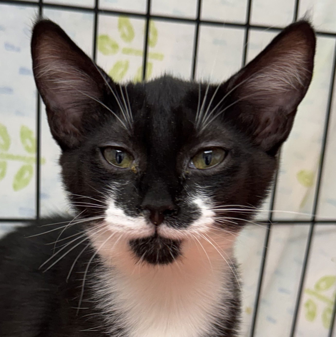 adoptable Cat in Fort Lauderdale, FL named Minny