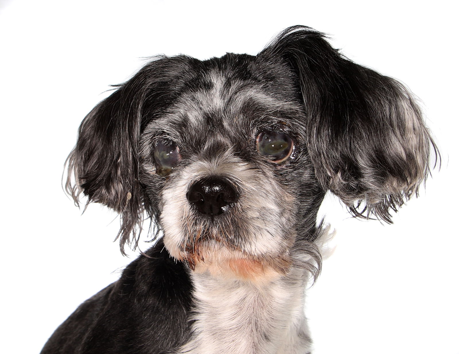 adoptable Dog in Fort Lauderdale, FL named Tobias