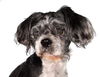 adoptable Dog in  named Tobias