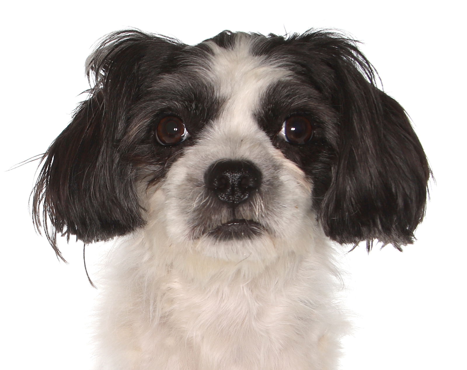 adoptable Dog in Fort Lauderdale, FL named Serina