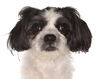 adoptable Dog in  named Serina