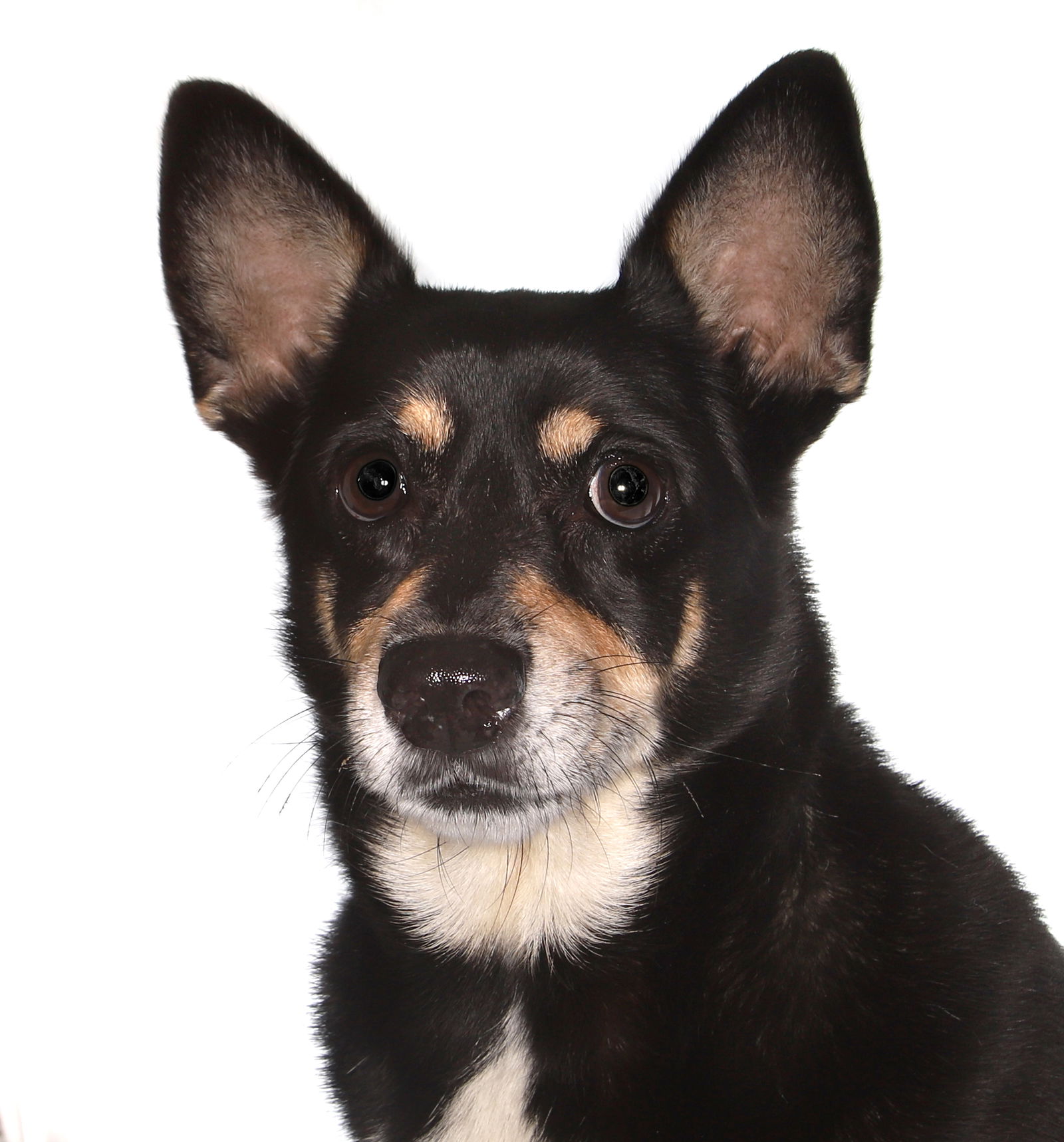 adoptable Dog in Fort Lauderdale, FL named Jolene