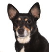 adoptable Dog in  named Jolene
