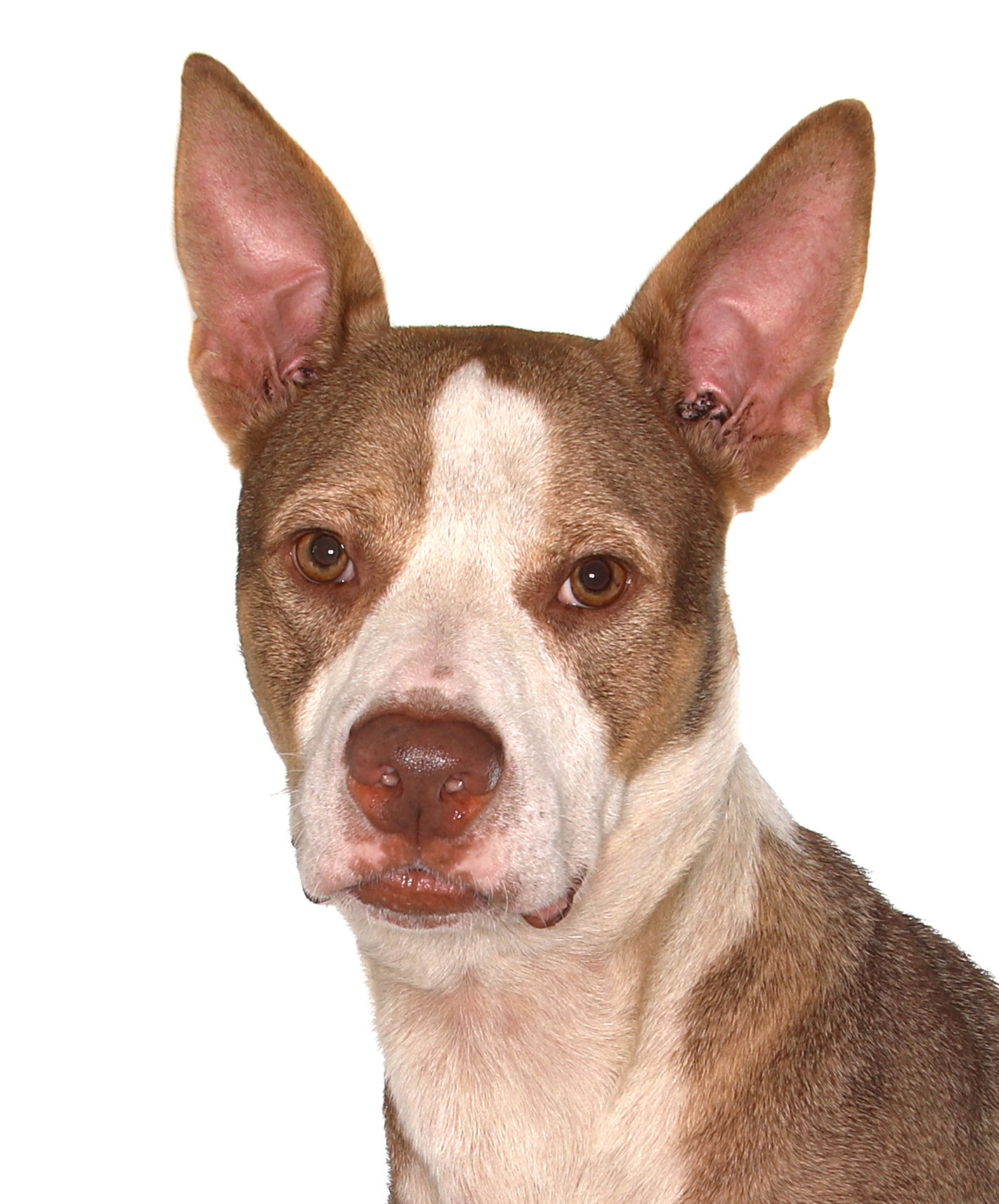adoptable Dog in Fort Lauderdale, FL named Benji