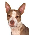 adoptable Dog in  named Benji