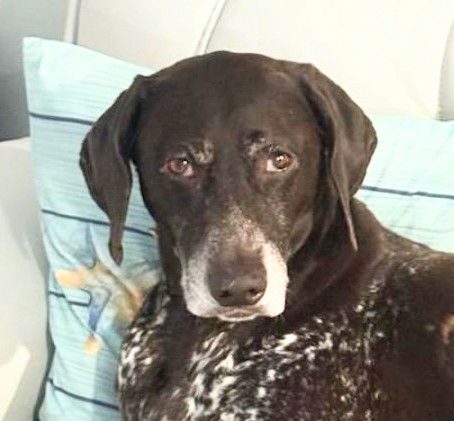adoptable Dog in Fort Lauderdale, FL named Buckwheat