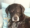 adoptable Dog in  named Buckwheat