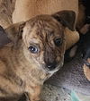 adoptable Dog in  named Max