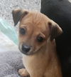 adoptable Dog in  named Meyer
