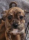 adoptable Dog in  named Marcie