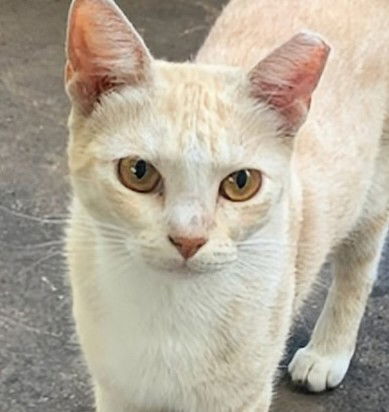adoptable Cat in Fort Lauderdale, FL named Oscar