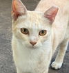 adoptable Cat in  named Oscar