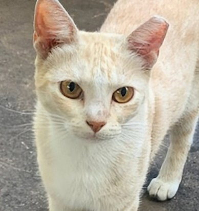 OSCAR - American Shorthair available for adoption