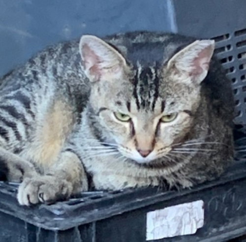 OLLIE - American Shorthair available for adoption