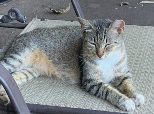OLLIE - American Shorthair available for adoption