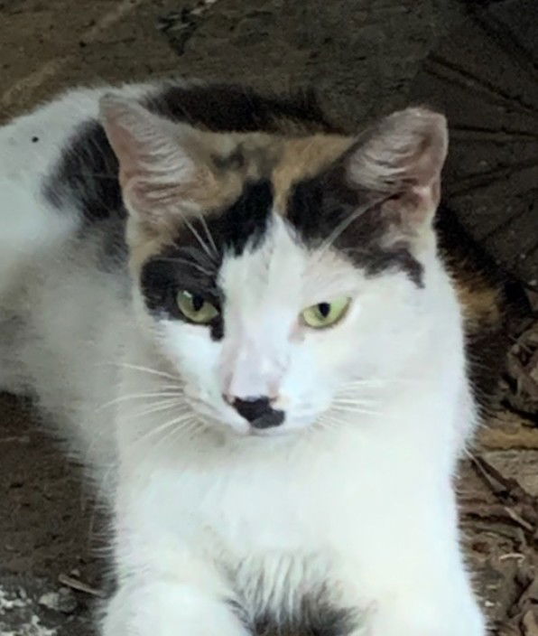 adoptable Cat in Fort Lauderdale, FL named Olivia