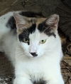 adoptable Cat in  named Olivia