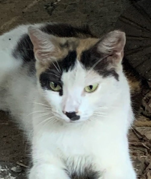 OLIVIA - Calico available for adoption
