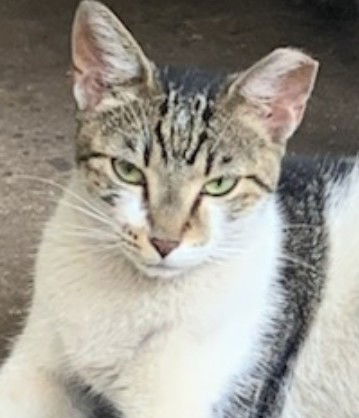 adoptable Cat in Fort Lauderdale, FL named Olive