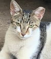 adoptable Cat in  named Olive
