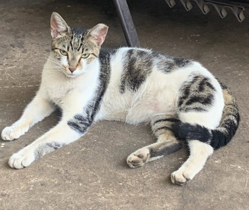 OLIVE - American Shorthair available for adoption