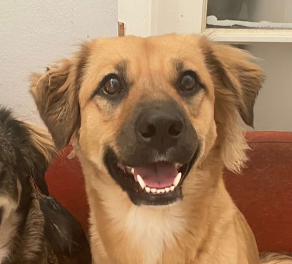 adoptable Dog in Fort Lauderdale, FL named Bear