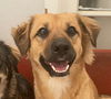adoptable Dog in  named Bear