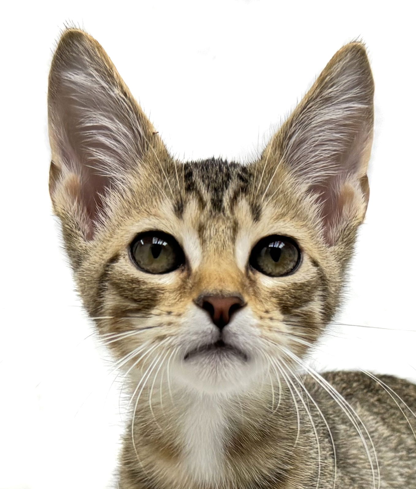 adoptable Cat in Fort Lauderdale, FL named Marcus