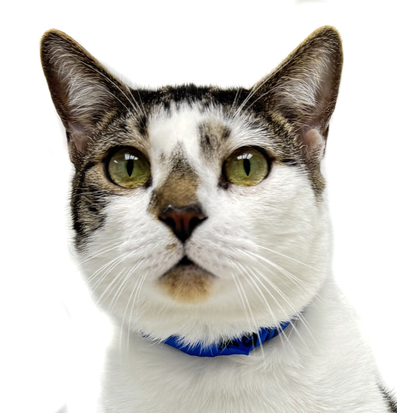 adoptable Cat in Fort Lauderdale, FL named Max