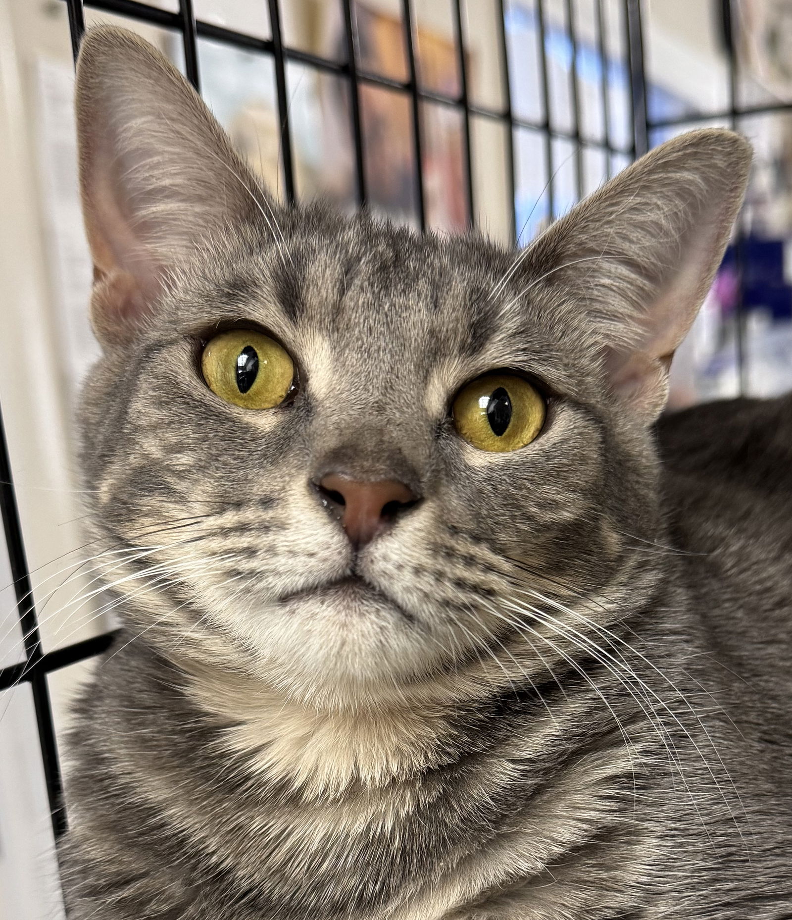 adoptable Cat in Fort Lauderdale, FL named Tyger