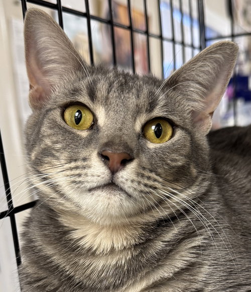 TYGER - PETSMART AVENTURA - American Shorthair available for adoption
