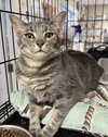 Tyger - PetSmart Aventura - Photo 2