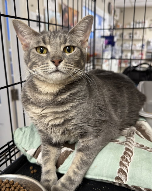 TYGER - PETSMART AVENTURA - American Shorthair available for adoption