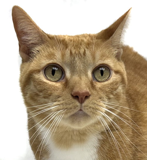 KIKI - PSA - American Shorthair available for adoption