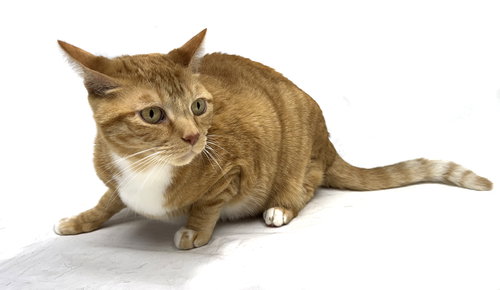 KIKI - PSA - American Shorthair available for adoption
