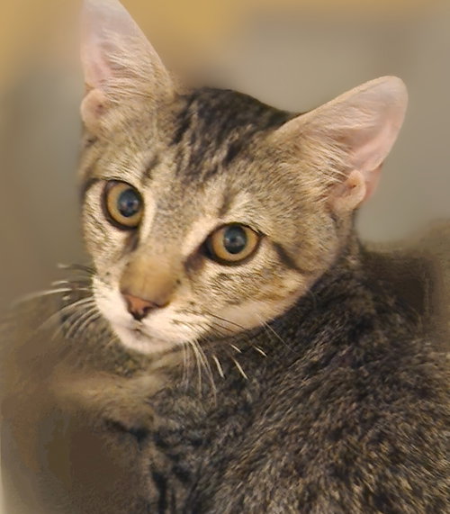 TONY - American Shorthair available for adoption