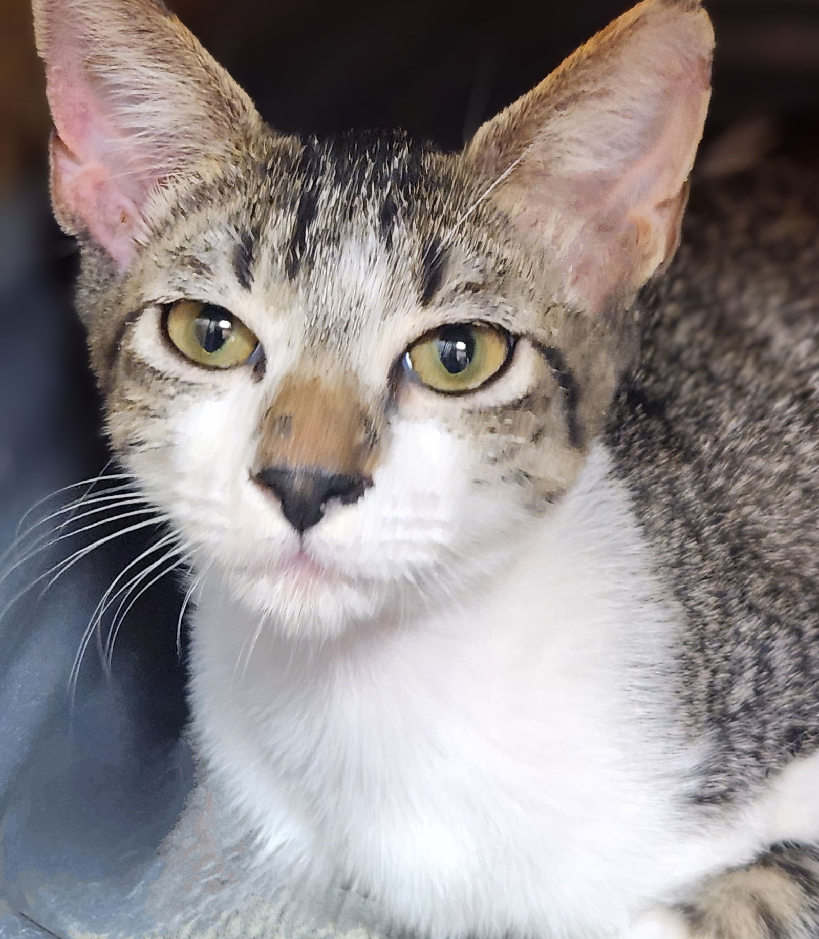 adoptable Cat in Fort Lauderdale, FL named Tommy