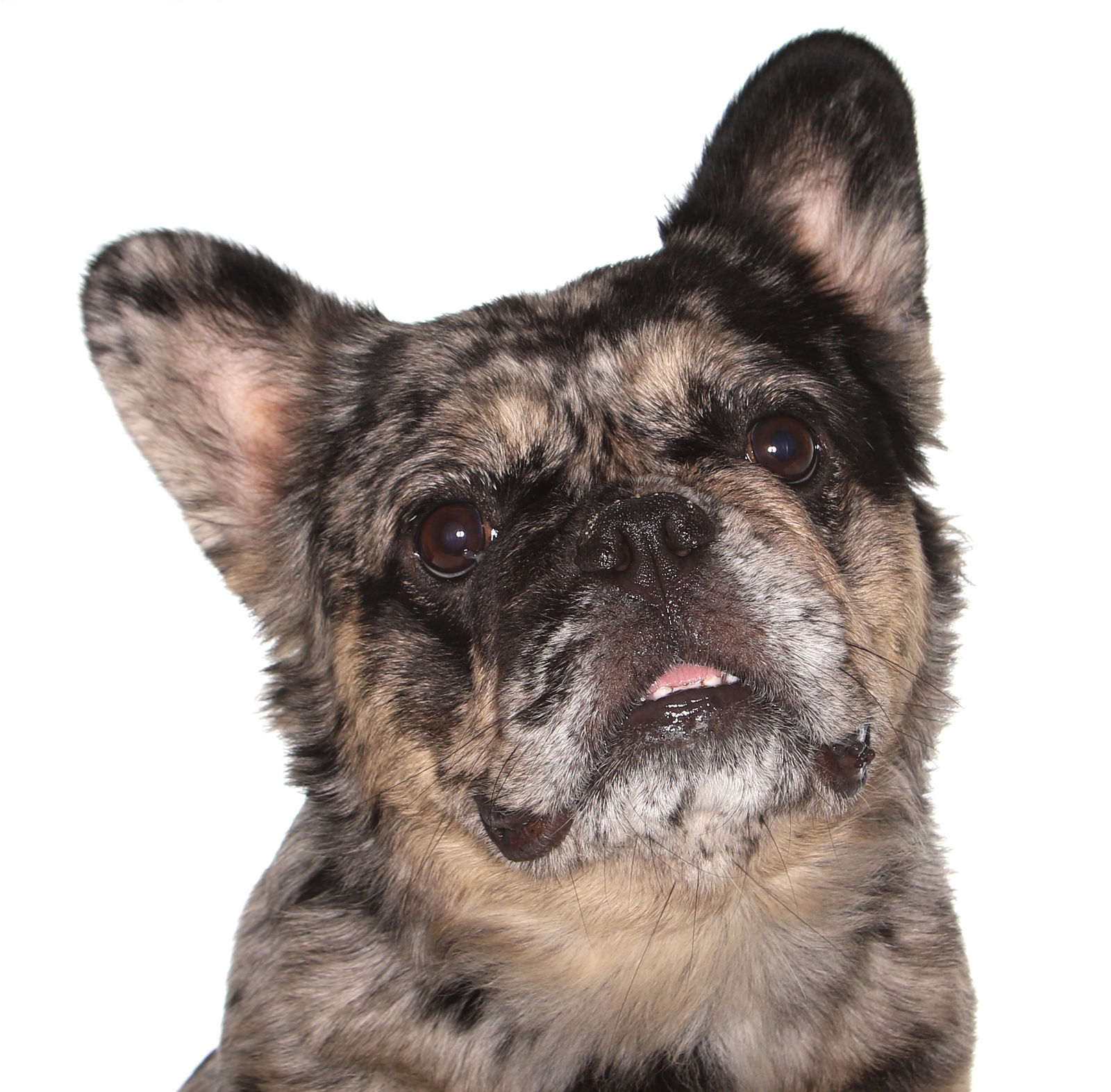 adoptable Dog in Fort Lauderdale, FL named Naomi