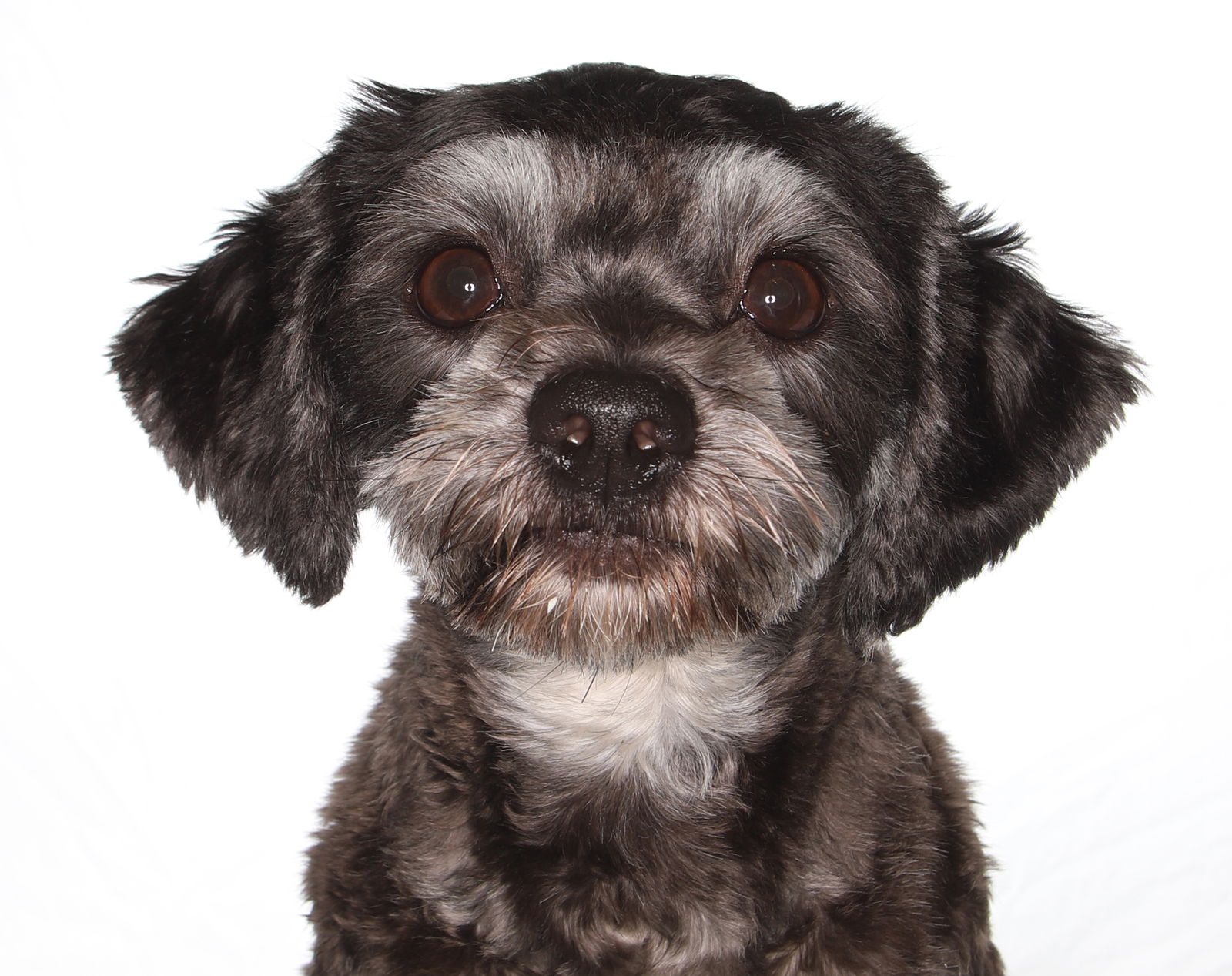 adoptable Dog in Fort Lauderdale, FL named Maggie
